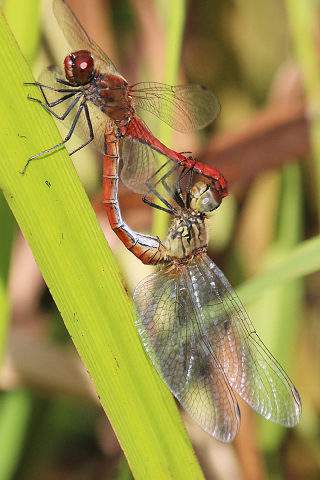 Sympetrum sanguineum Paar, D10 NSG Alte Fulda bei Blankenheim, 08.09.12, A. Werner