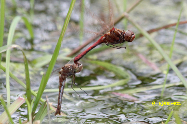 Sympetrum vulgatum Paar Eiablage, F06 Meckbach, Fuldasumpfwiesen (gestaltete Kleingewässer), 23.09.12-2, A. Werner