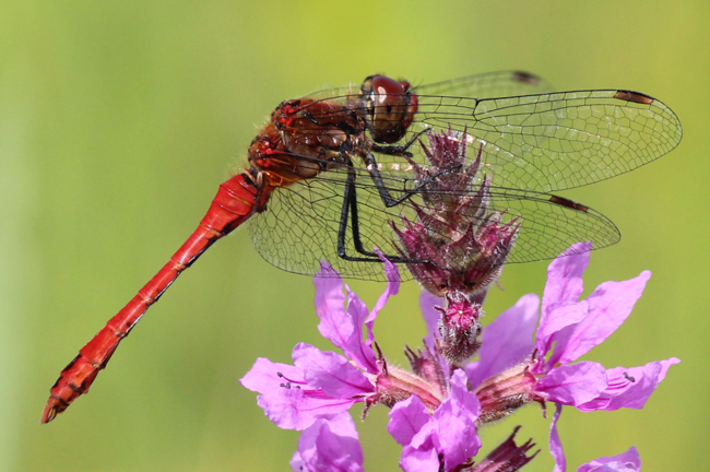 Sympetrum sanguineum ♂, F05 Meckbach, Die Nassen Wiesen (Quellsumpf), 04.08.12-2, A. Werner