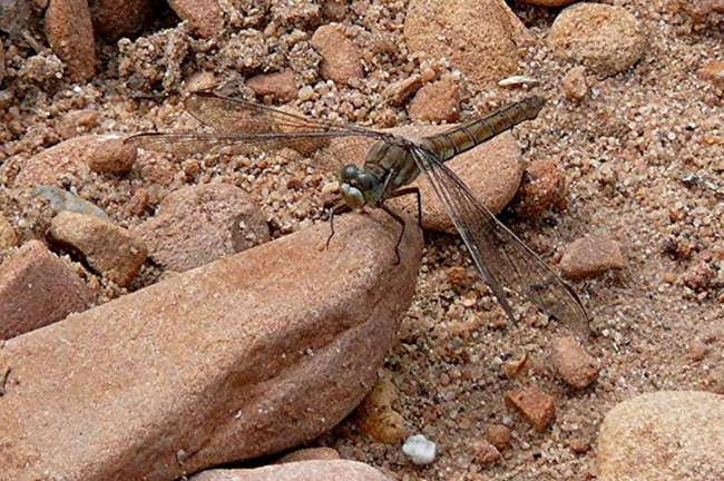 Orthetrum brunneum ♀, I02, Bad Hersfeld, Fuldaaue (Fulda-Seitengerinne), 06.08.11, G. Koska