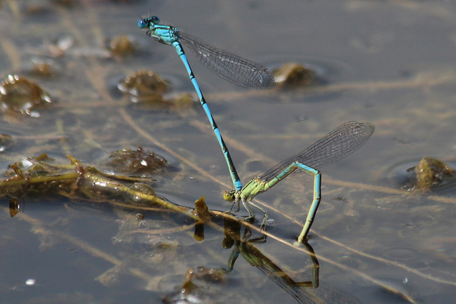 Erythromma lindenii Paar, D03.1 Bebra, Kiesgrube Nr. 1, 16.07.13, A. Werner