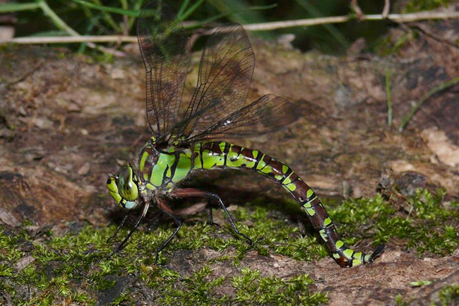 Aeshna cyanea ♀, J05 Niederaula, Im Egen (gestaltetes Kleingewässer), 23.08.13, G. Koska