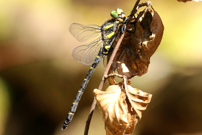 Cordulegaster bidentata ♂, D29.1 Lüdersdorf, Lüderbachquelle (FFH Gebiet), 17.07.15-1, A. Werner