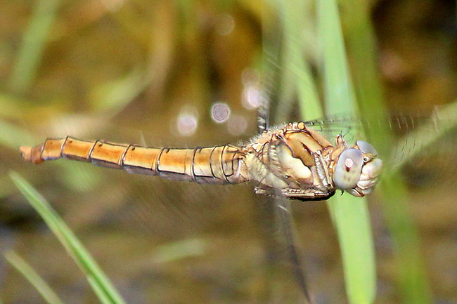 Orthetrum brunneum ♀, Eiablage, F05 Meckbach, Die Nassen Wiesen (Quellsumpf), 20.07.13-1, A. Werner