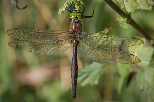 Somatochlora metallica ♂, B14 Rotenburg, Fuldaaue (Storchensee), M. Kreisel