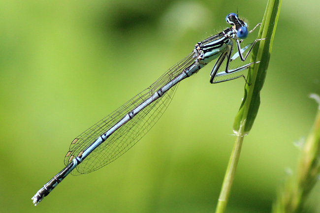 Platycnemis pennipes ♂, F13 Biedebach, Hauksgrund, (Fischteiche), 29.05.12, A. Werner