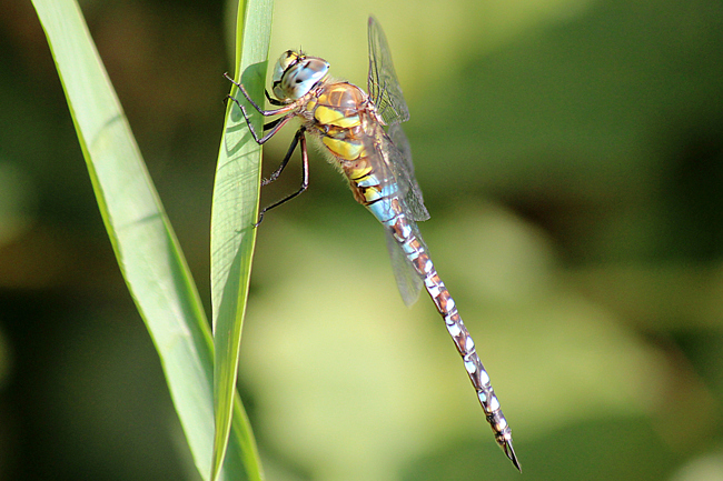 Aeshna mixta ♂, D03 Bebra, Großer Kiessee, 27.08.12, A. Werner