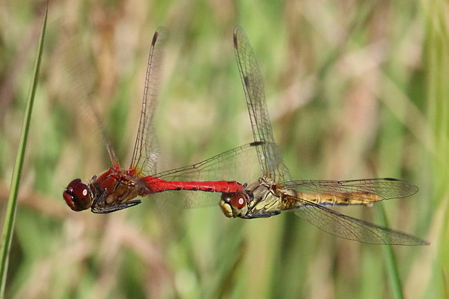 Sympetrum sanguineum Paar Eiablage, F06 Meckbach, Fuldasumpfwiesen, 27.08.14-1, A. Werner