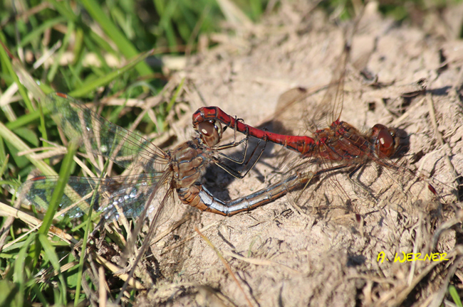 Sympetrum vulgatum Paar, B01 Atzelrode, Kleingewässer, 30.09.13-2, A. Werner