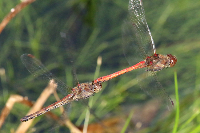 Sympetrum striolatum Paar, Im Flug, D02 Bebra, Fuldaaue (gestaltete Kleingewässer), 19.09.14, A. Werner