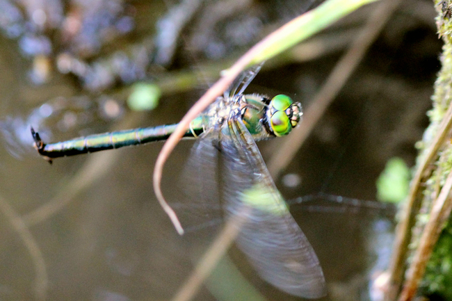 Somatochlora metallica ♀ Eiablage, F10 Rohrbach Rodersgraben (Fischteich), 26.07.12, A. Werner