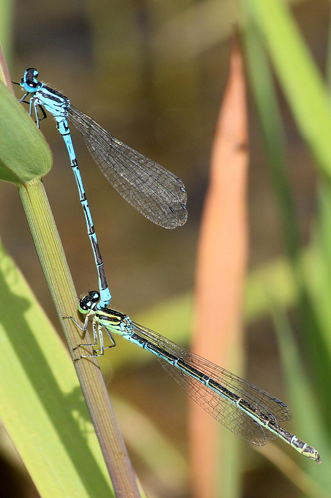 Coenagrion puella Paar, F05 Meckbach, (überflutete Wiese), 20.07.13, A. Werner