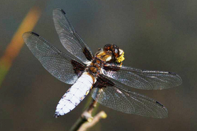 Libellula depressa ♂, J03 Solms, (gestaltetes Altwasser), 28.05.12, H. Eigenbrod