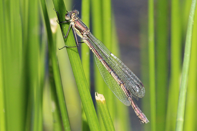 Lestes sponsa ♀, D10 NSG Alte Fulda bei Blankenheim (Flutmulde), 14.08.13, A. Werner