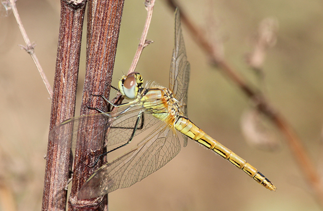 Sympetrum fonscolombii ♀, frisch geschl., D02 Bebra, Fuldaaue (gestaltete Kleingewässer), 09.09.12-2, A. Werner