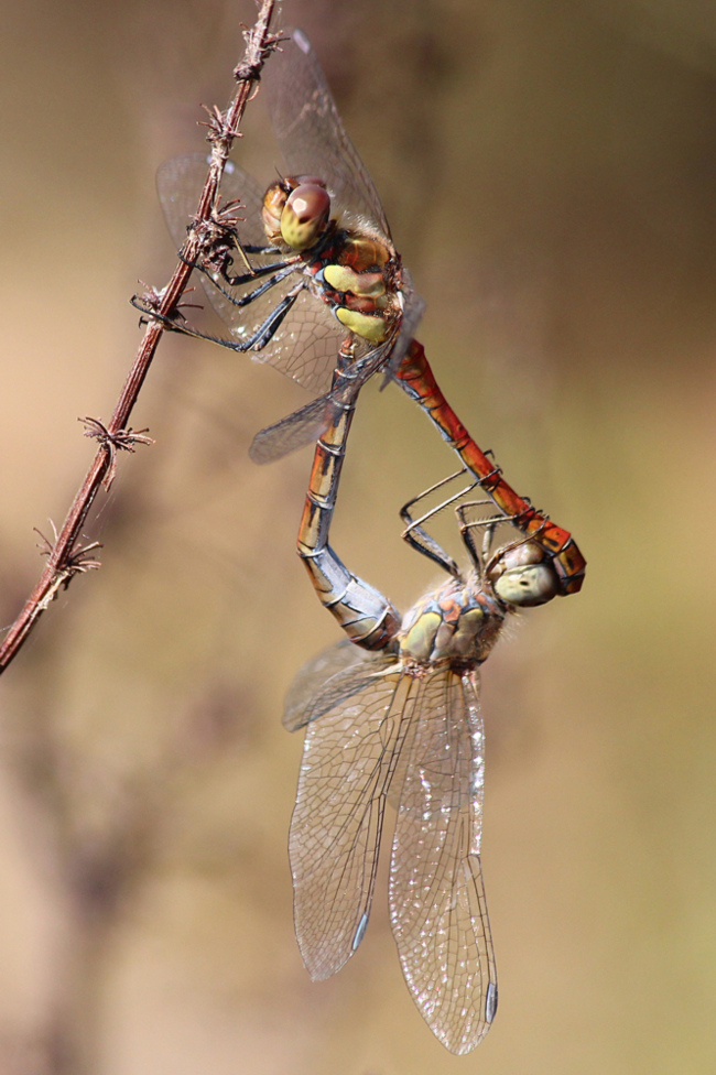 Sympetrum striolatum Paar, D02 Bebra, Fuldaaue (gestaltete Kleingewässer), 19.08.12, A. Werner