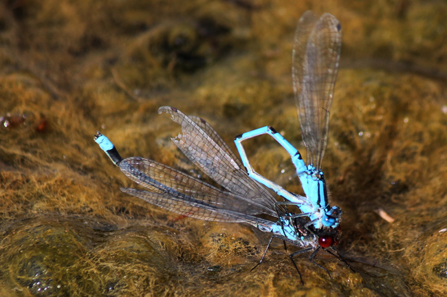 Erythromma najas ♂+ Gem. Becherjungfer ♂, D03.1, Bebra Kiesgrube Nr. 1 (ehemaliger Kiesabbau), 26.09.12, A. Werner