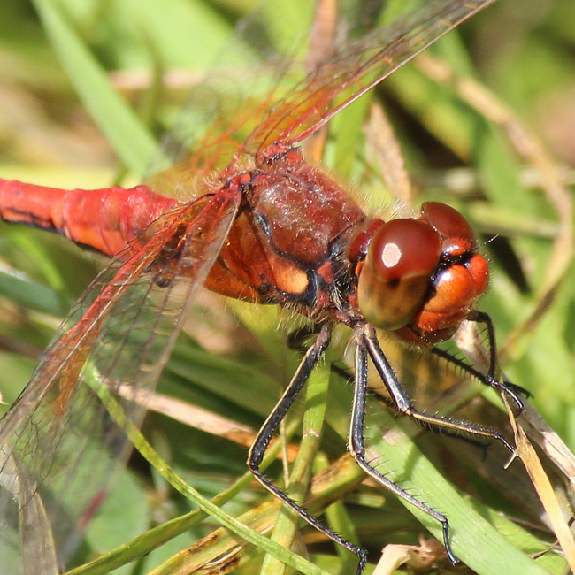 Sympetrum flaveolum ♂, D21 Lüdersdorf, Lehmbachtal (Fischteiche), 27.08.13-5, A. Werner