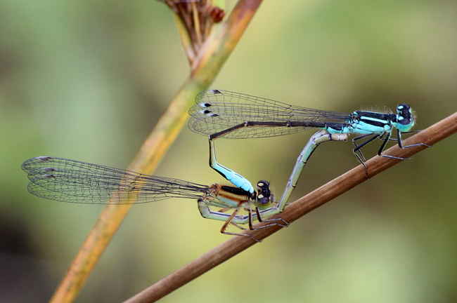 Ischnura Elegans Paar, ♀ hellblau, braun, hellgelb, D02 Bebra Fuldaaue (gestaltetes Kleingewässer), 19.07.12, A. Werner