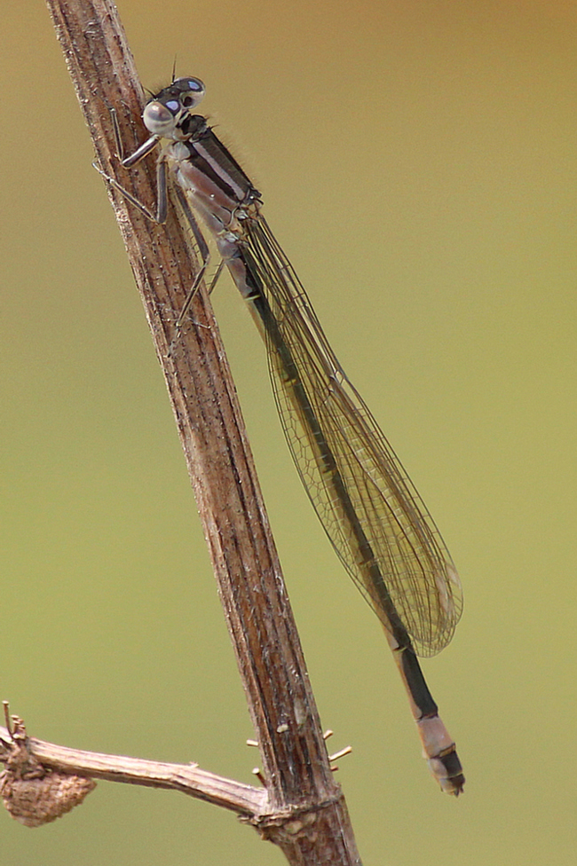 Ischnura elegans ♀ jung, D02 Bebra, Fuldaaue (gestaltetes Kleingewässer), 15.05.13, A. Werner