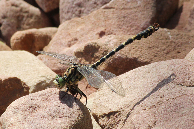 Onychogomphus forcipatus ♂, D03.1 Bebra, Kiesgruben Nr. 3, 19.08.12-2, A. Werner