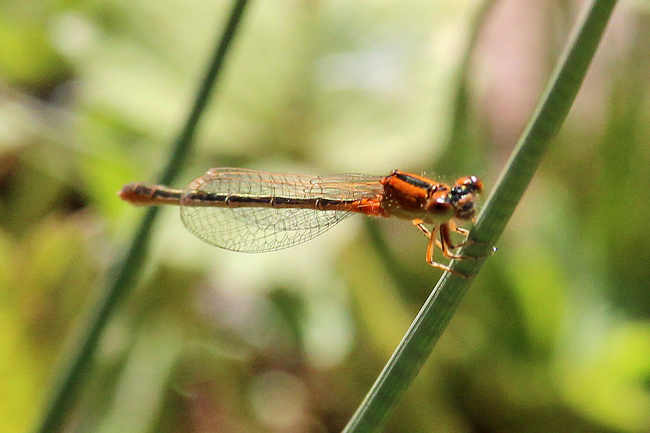 Kleine Pechlibelle, ♀ jung Orange, D13 NSG Ulfewiesen, 30.09.15, A. Werner