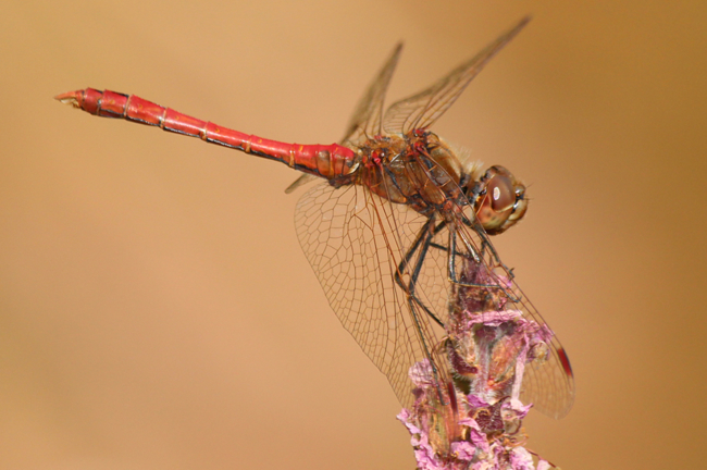 Sympetrum vulgatum ♂, D03.1 Bebra, Kiesgruben Nr. 1, 04.08.12, A. Werner