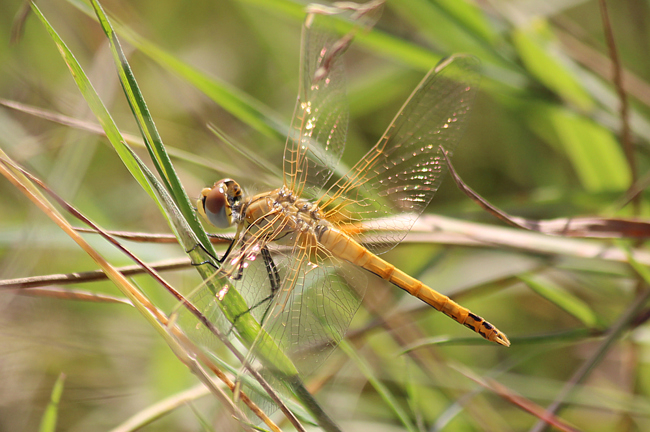 Sympetrum fonscolombii ♀, frisch geschlüpft, D02 Bebra, Fuldaaue (gestaltete Kleingewässer), 09.09.12-3, A. Werner