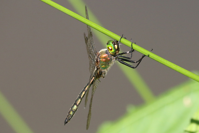 Somatochlora metallica ♂, F07 Meckbach (Waldteich), 27.07.14-1, A. Werner