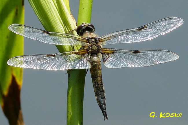 Libellula quadrimaculata ♂, I08.1 Bad Hersfeld, Stötzels Teich, 27.07.2013, G. Koska