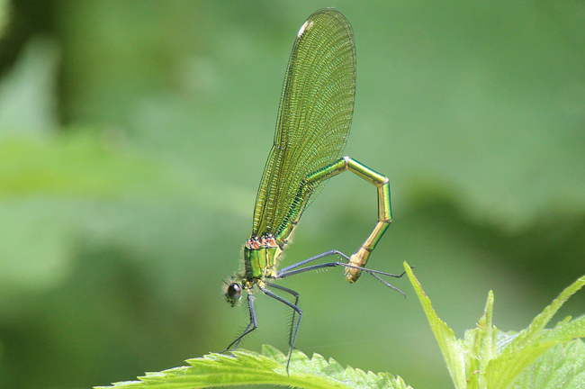 Calopteryx splendens ♀, D12 NSG Forbachsee bei Bebra (Fulda), 16.06.11, A. Werner