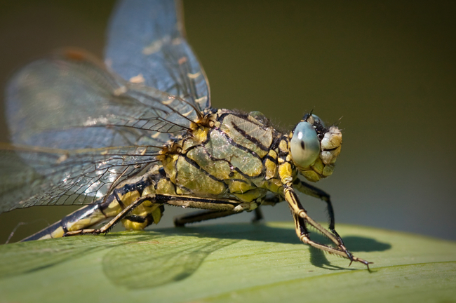 Gomphus pulchellus ♂, M. Kreisel