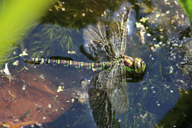 Aeshna cyanea ♀, bei Eiablage ins Wasser gefallen, F22 Meckbach, Kleingewässer nördl.. Haderkopf, 06.10.14, A. Werner