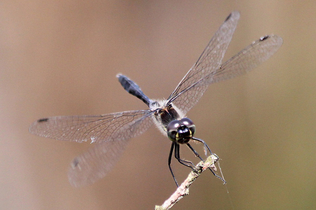 Sympetrum danae ♂, O01 NSG Moor bei Wehrda, 22.08.13-4, A. Werner