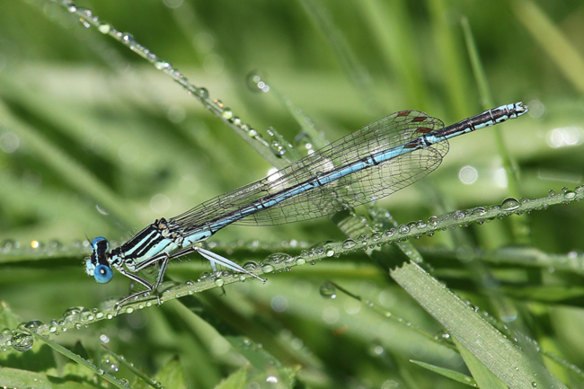 Platycnemis pennipes ♂, D21 Lüdersdorf, Lehmbachtal (Fischteiche), 08.08.14, A. Werner