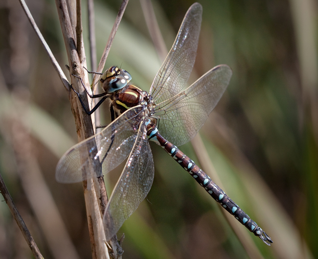 Aeshna juncea ♂, B01 Atzelrode, Kleingewässer westl. Gute Alte Teich, 22.09.10, 2 M. Kreisel