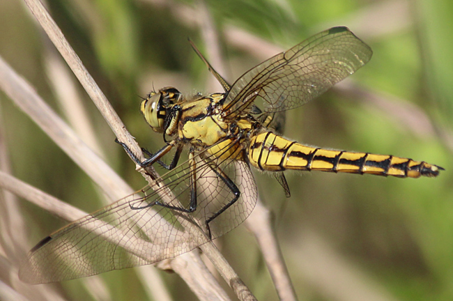 Orthetrum cancellatum ♂, D10 NSG Alte Fulda bei Blankenheim, 01.07.13, A. Werner