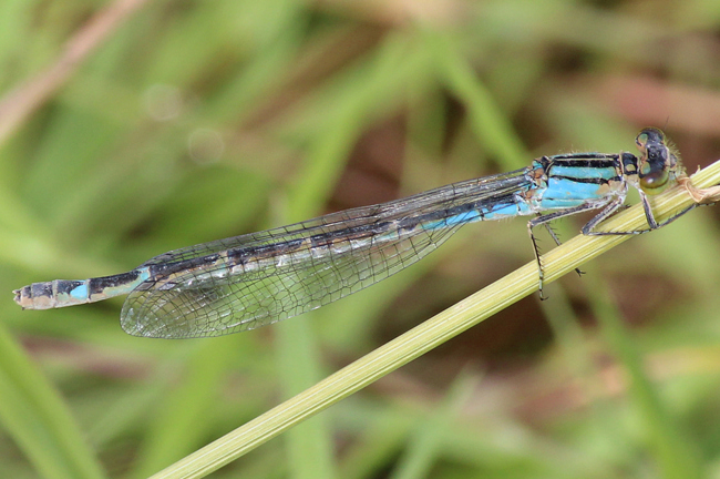 Enallagma cyathigerum ♀, Immelblau, D02 Bebra, Fuldaaue (Gestaltetes Kleingewässer), 02.07.12, A. Werner