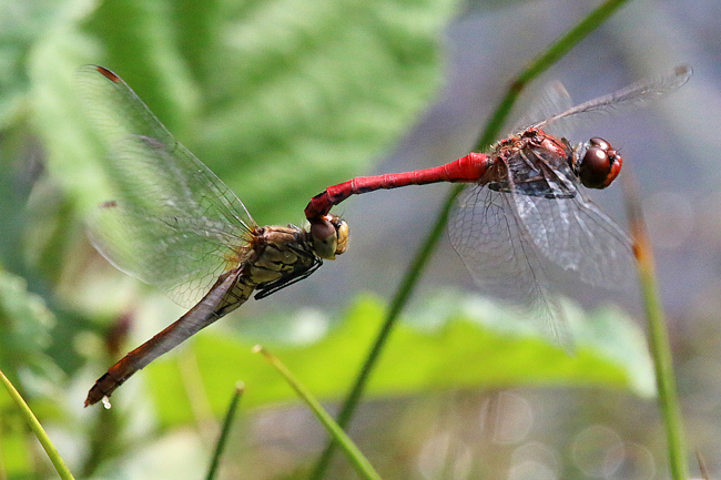 Sympetrum sanguineum Paar Eiablage, D08 Breitenbach, Der Heilige Rain (ehemaliger Sandabbau), 16.09.14, A. Werner