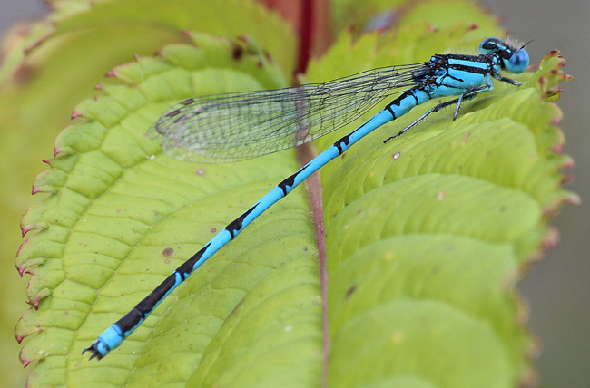 Erythromma lindenii ♂, D03.1 Bebra, Kiesgrube Nr. 1 (ehemaliger Kiesabbau), 15.09.12, A. Werner