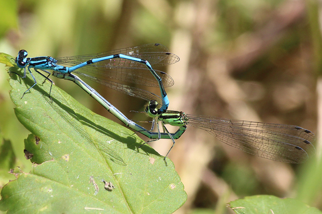 Coenagrion puella Paar, D28 Rautenhausen, Kleingewässer, 07.07.13, A. Werner