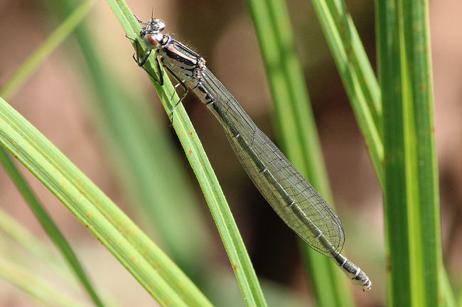 Coenagrion puella ♀, jung, D18 Weiterode, Rallenteich im Nausisgrund, 14.05.12, A. Werner