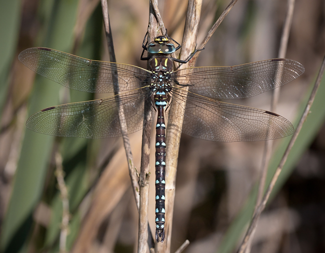 Aeshna juncea ♂, B01 Atzelrode, Kleingewässer westl. Gute Alte Teich, 22.09.10, 3 M. Kreisel