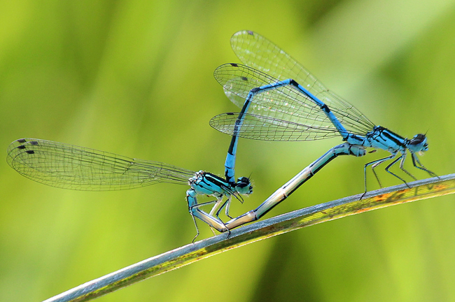 Coenagrion puella Paar, ♀ blau, F05 Meckbach, (überflutete Wiese), 22.07.13, A. Werner