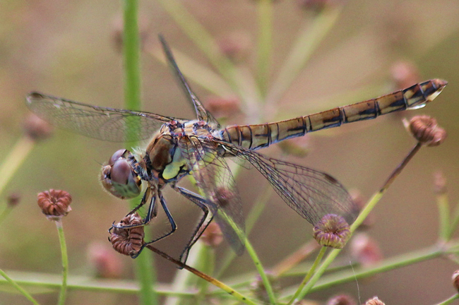 Sympetrum striolatum ♀ kurz n. Tandemflug, D02 Bebra, Fuldaaue (gestaltete Kleingewässer), 27.08.12-1, A. Werner