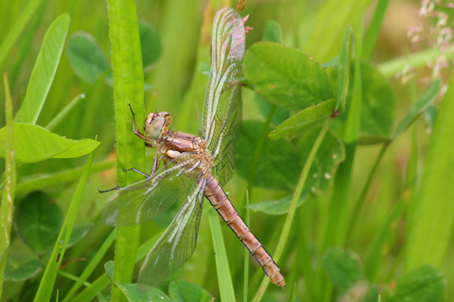 Sympetrum vulgatum ♀, unausgefärbt, F05 Meckbach, Die Nassen Wiesen, 28.06.12, A. Werner