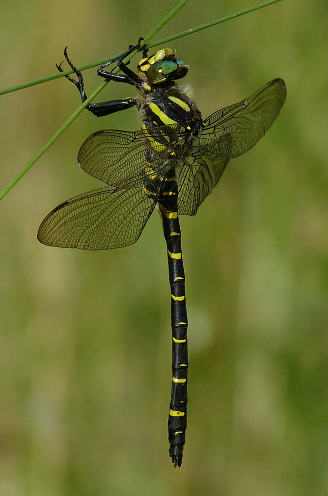 Cordulegaster boltonii ♂, I13 Bad Hersfeld Hüttenbachtal, 05.08.13, G. Koska