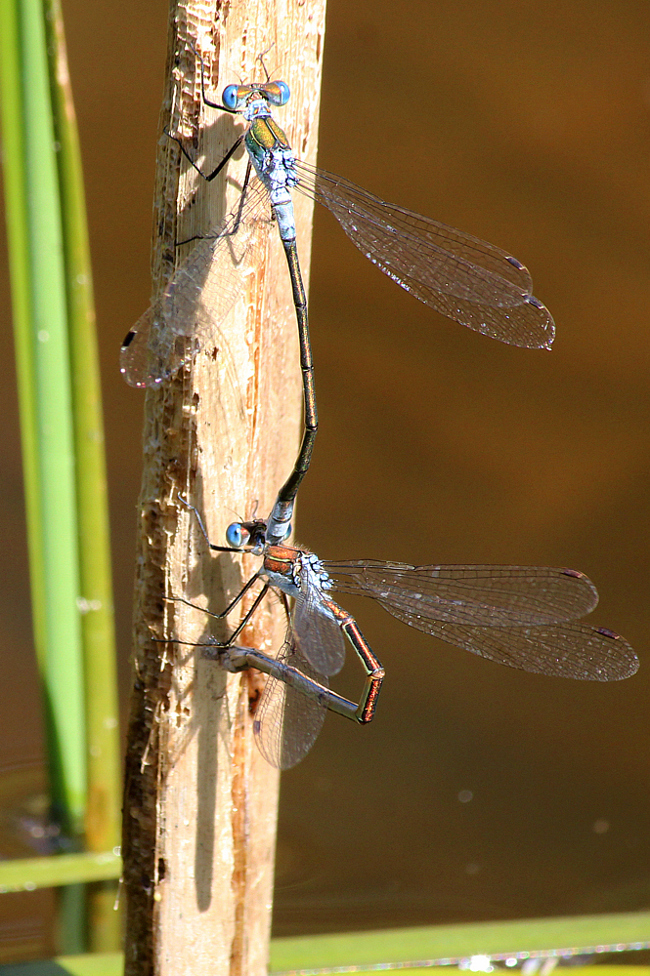 Lestes sponsa Paar Eiablage, A06 Hergershausen, (Tongrube), 23.07.12 2, A. Werner