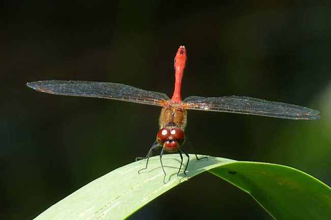 Sympetrum sanguineum ♂, I08.1 Bad Hersfeld, Stötzels Teich, 27.07.13, G. Koska