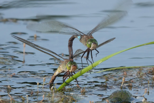 Anax parthenope, Paar Eiablage, D33 Bebra Finkenroth. 05.07.22-4, A. Werner